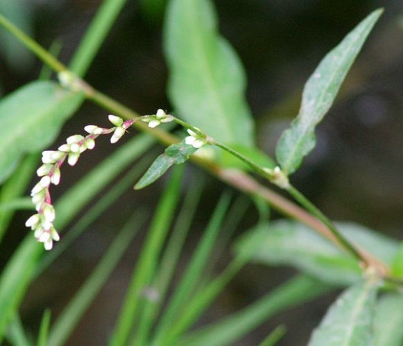 Persicaria mitis © <a href="//commons.wikimedia.org/w/index.php?title=User:Enrico_Blasutto&amp;action=edit&amp;redlink=1" class="new" title="User:Enrico Blasutto (page does not exist)">Enrico Blasutto</a>