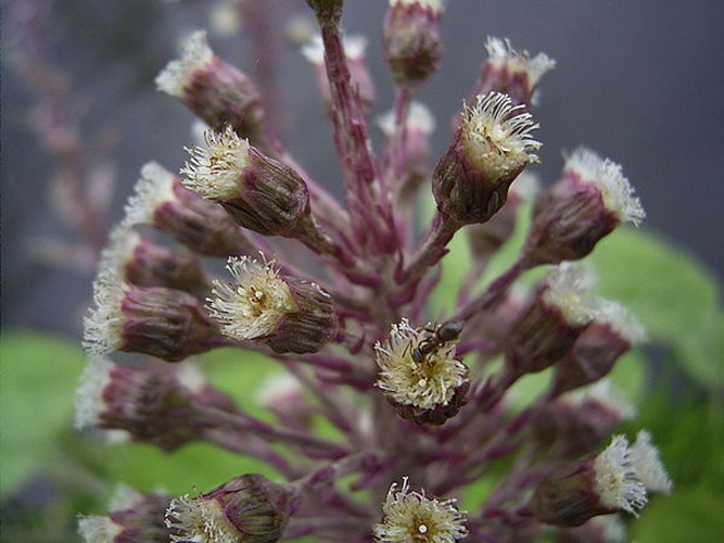 Petasites hybridus &copy; 