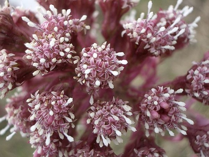Petasites paradoxus © No machine-readable author provided. <a href="//commons.wikimedia.org/wiki/User:Morray" title="User:Morray">Morray</a> assumed (based on copyright claims).