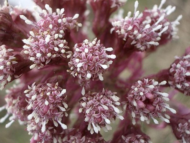 Petasites paradoxus &copy; No machine-readable author provided. <a href="//commons.wikimedia.org/wiki/User:Morray" title="User:Morray">Morray</a> assumed (based on copyright claims).