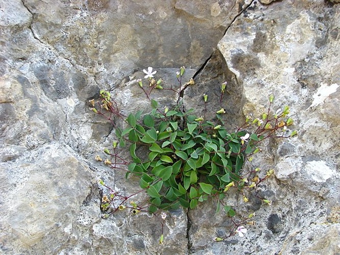 Petrocoptis pyrenaica &copy; <a rel="nofollow" class="external text" href="http://westpyrfloraconservation.myspecies.info/user/2">Joseba Garmendia</a>