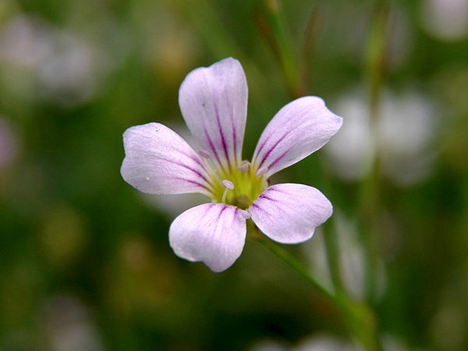 Petrorhagia saxifraga © <a href="//commons.wikimedia.org/wiki/User:Chrumps" title="User:Chrumps">Chrumps</a>