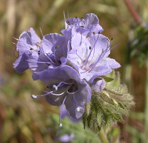 Phacelia tanacetifolia &copy; Copyright by Curtis Clark, licensed as noted