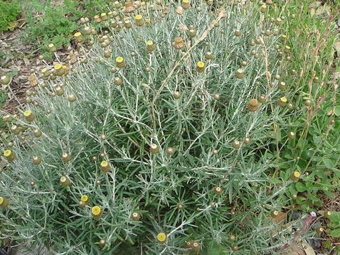 Phagnalon saxatile © <a href="//commons.wikimedia.org/wiki/User:Xemenendura" title="User:Xemenendura">Xemenendura</a>