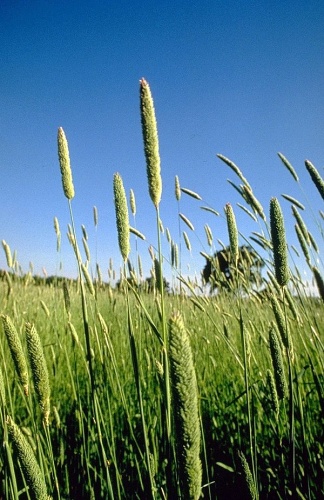 Phalaris aquatica © 