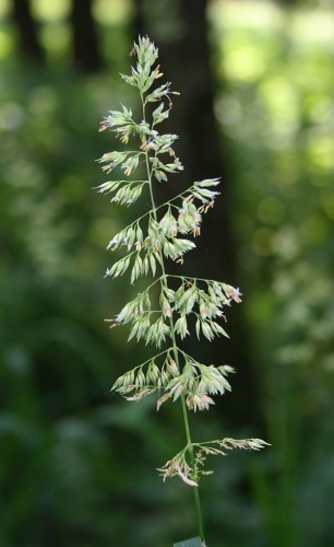Phalaris arundinacea &copy; <a href="//commons.wikimedia.org/wiki/User:Franz_Xaver" title="User:Franz Xaver">Franz Xaver</a>