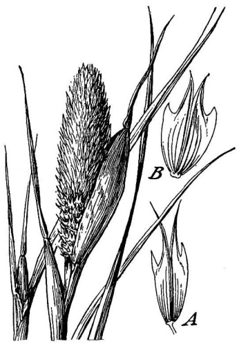 Phalaris paradoxa © Hitchcock, A.S. (rev. A. Chase)