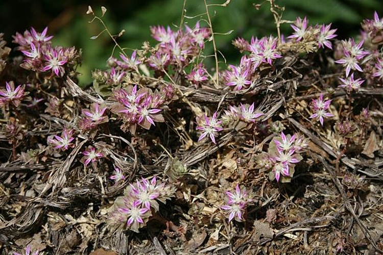 Phedimus stellatus © <a href="//commons.wikimedia.org/wiki/User:Franz_Xaver" title="User:Franz Xaver">Franz Xaver</a>