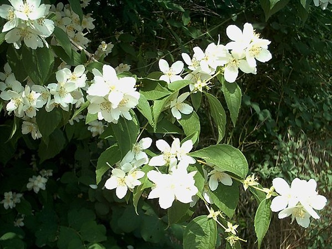 Philadelphus coronarius © No machine-readable author provided. <a href="//commons.wikimedia.org/wiki/User:Rainer_Bielefeld" title="User:Rainer Bielefeld">Rainer Bielefeld</a> assumed (based on copyright claims).