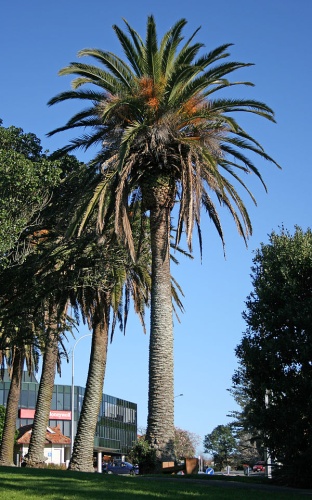 Phoenix canariensis © <a href="//commons.wikimedia.org/wiki/User:Kahuroa" title="User:Kahuroa">Kahuroa</a>