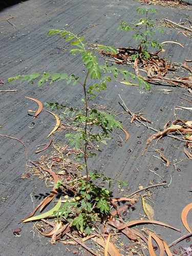 Phyllanthus tenellus © <a rel="nofollow" class="external text" href="http://www.hear.org/starr/">Forest &amp; Kim Starr</a>