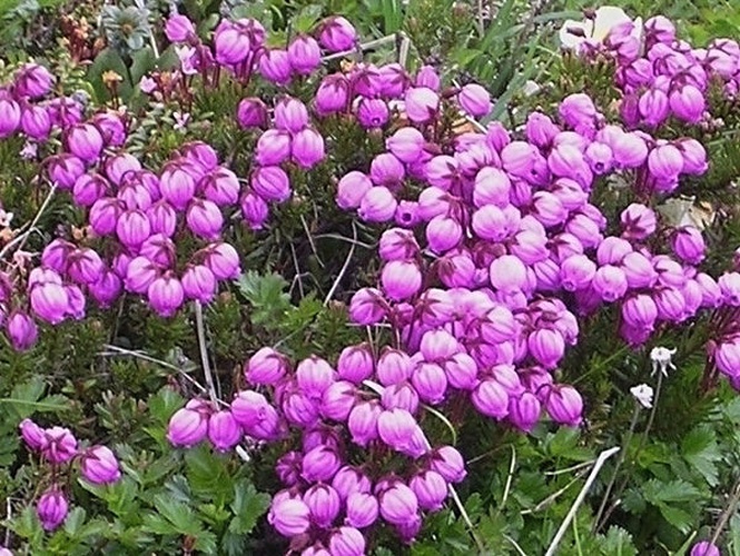 Phyllodoce caerulea © <a href="//commons.wikimedia.org/wiki/User:E-190" title="User:E-190">E-190</a>　