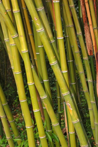 Phyllostachys bambusoides &copy; <a href="//commons.wikimedia.org/wiki/User:Hectonichus" title="User:Hectonichus">Hectonichus</a>