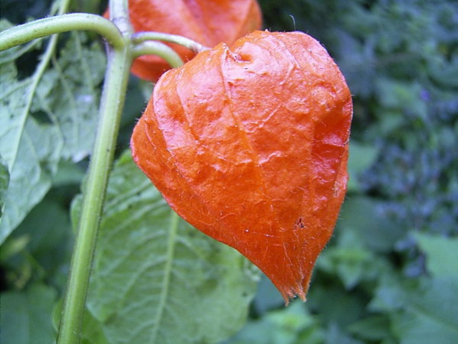 Physalis alkekengi &copy; 
