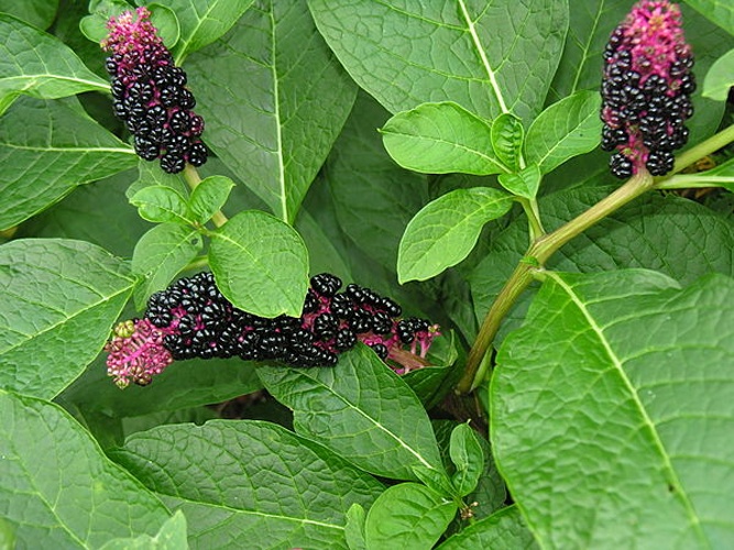 Phytolacca acinosa &copy; <a href="//commons.wikimedia.org/wiki/User:Algirdas" title="User:Algirdas">Algirdas</a>
