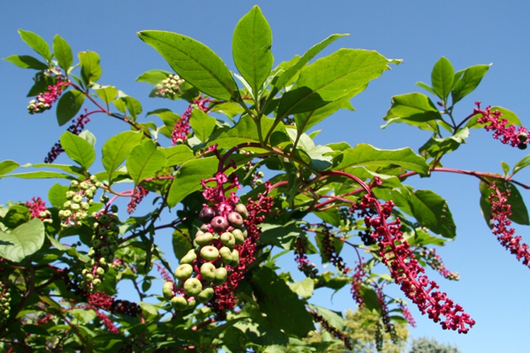 Phytolacca americana © Huw Williams (<a href="//commons.wikimedia.org/wiki/User:Huwmanbeing" title="User:Huwmanbeing">Huwmanbeing</a>)