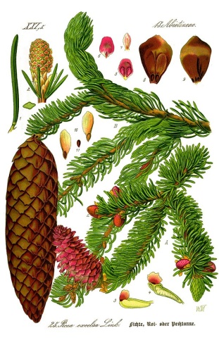 Picea abies © <a href="//commons.wikimedia.org/wiki/User:Kilom691" title="User:Kilom691">User:Kilom691</a>