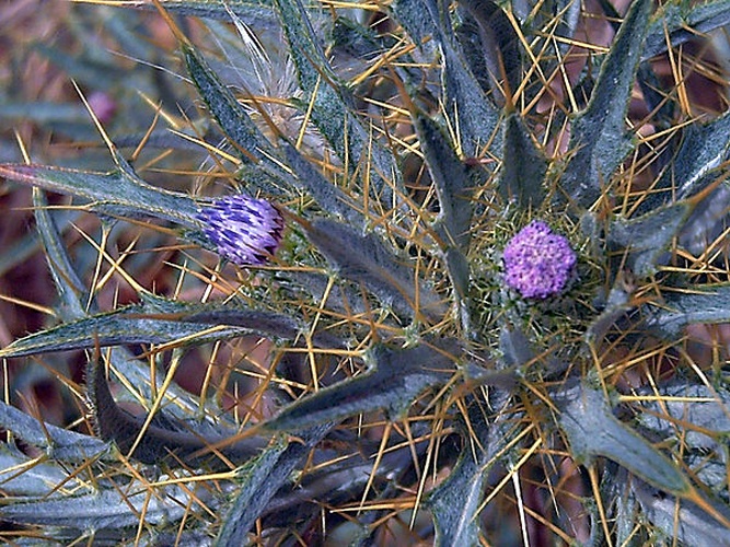 Picnomon acarna &copy; <a href="//commons.wikimedia.org/wiki/User:Javier_martin" title="User:Javier martin">Javier martin</a>