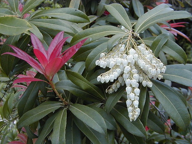 Pieris formosa &copy; A. Barra