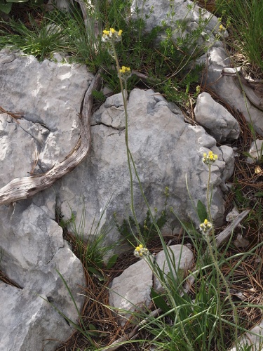 Pilosella cymosa &copy; <a href="//commons.wikimedia.org/w/index.php?title=User:Orjen&amp;action=edit&amp;redlink=1" class="new" title="User:Orjen (page does not exist)">Orjen</a>