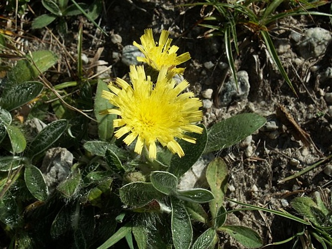 Pilosella peleteriana &copy; 