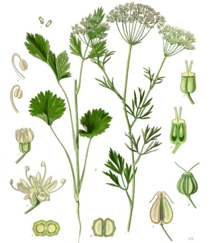Pimpinella anisum © Franz Eugen Köhler, <i>Köhler's Medizinal-Pflanzen</i>