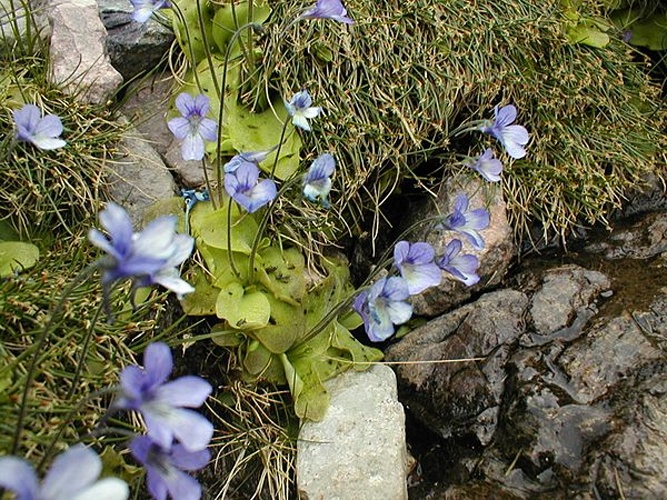 Pinguicula corsica © <i><a href="//commons.wikimedia.org/wiki/User:FDominec" title="User:FDominec">Filip Dominec</a></i>