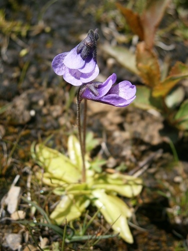 Pinguicula leptoceras &copy; <a href="//commons.wikimedia.org/wiki/User:Meneerke_bloem" title="User:Meneerke bloem">Meneerke bloem</a>