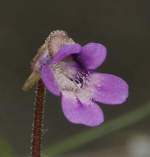 Common butterwort &copy; 