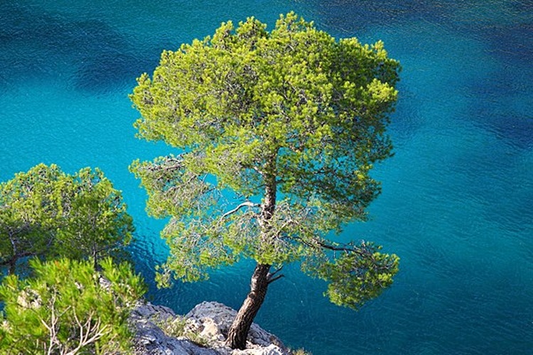 Pinus halepensis © <div style="max-width:70em; margin:left; padding: 2em; background:#222B36; box-shadow: 8px 8px 5px #93a1a1; -moz-border-radius: 15px; border-radius: 15px; color:#A1A7AD;" class="plainlinks">
<a href="//commons.wikimedia.org/wiki/User:Spacebirdy" title="User:Spacebirdy"><span style="color:white;font-size:170%;background-color:#222B36;">spacebirdy</span></a><br><span style="font-size:x-small;color:#454F5C;">(also known as geimfyglið <a href="//commons.wikimedia.org/wiki/User_talk:Spacebirdy" title="User talk:Spacebirdy"><sub style="color:#45505E">(:&gt; )=|</sub></a> made with <a href="https://en.wiktionary.org/wiki/is:Notandi:Sternenlaus" class="extiw" title="wikt:is:Notandi:Sternenlaus"><font color="#45505E">Sternenlaus</font></a>-spirit)</span>
</div>