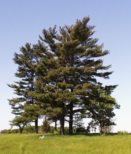 Pinus strobus &copy; US FWS