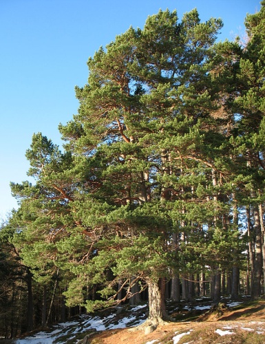 Pinus sylvestris &copy; <a rel="nofollow" class="external text" href="https://www.flickr.com/photos/bruce_mcadam/">Hello, I am Bruce on Flickr</a>