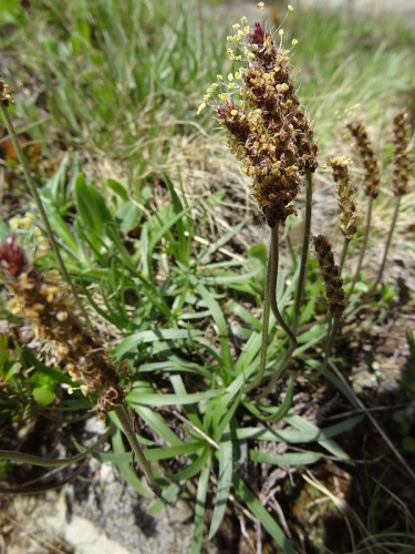 Plantago alpina &copy; <a rel="nofollow" class="external text" href="https://www.flickr.com/people/30703260@N08">Udo Schmidt</a> from Deutschland