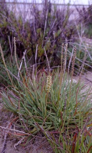 Plantago crassifolia © <a href="//commons.wikimedia.org/wiki/User:Nanosanchez" title="User:Nanosanchez">Nanosanchez</a>