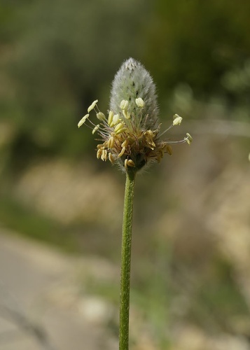 Plantago lagopus &copy; <a href="//commons.wikimedia.org/wiki/User:Biopics" title="User:Biopics">Hans Hillewaert</a>