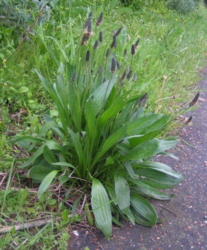 Plantago lanceolata © <a href="//commons.wikimedia.org/wiki/User:Sannse" title="User:Sannse">sannse</a>