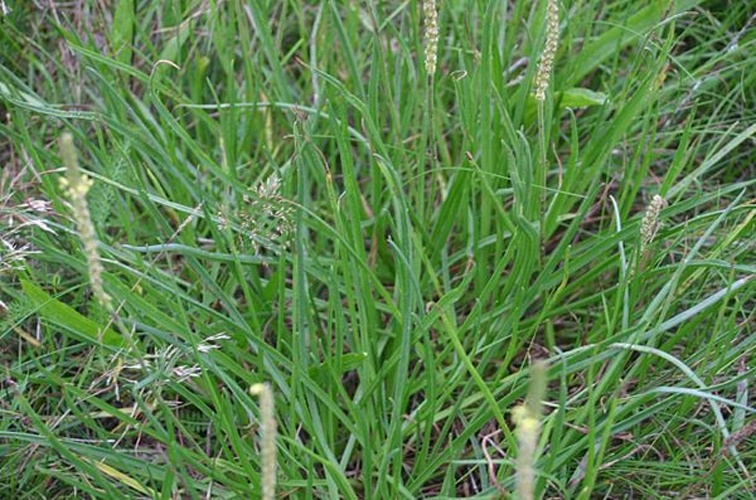 Plantago maritima © <a href="//commons.wikimedia.org/wiki/User:Sten" title="User:Sten">Sten Porse</a>