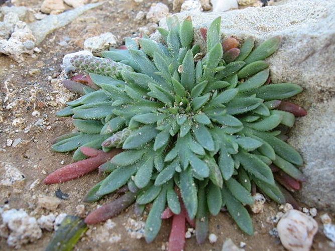 Plantago weldenii © No machine-readable author provided. <a href="//commons.wikimedia.org/w/index.php?title=User:Biscutella&amp;action=edit&amp;redlink=1" class="new" title="User:Biscutella (page does not exist)">Biscutella</a> assumed (based on copyright claims).