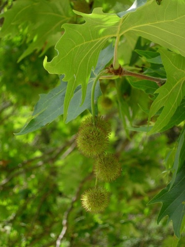 Platanus orientalis &copy; <a href="//commons.wikimedia.org/wiki/User:CSamulili" class="mw-redirect" title="User:CSamulili">Samuli Lintula</a>