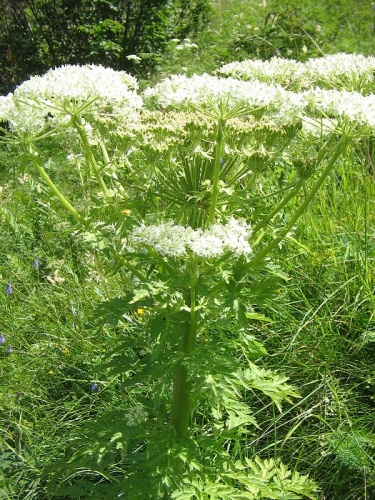 Pleurospermum austriacum © <a href="//commons.wikimedia.org/wiki/User:Meneerke_bloem" title="User:Meneerke bloem">Meneerke bloem</a>