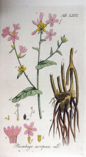 Plumbago europaea &copy; 