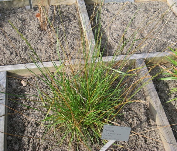 Poa alpina © <a href="//commons.wikimedia.org/wiki/User:Daderot" title="User:Daderot">Daderot</a>