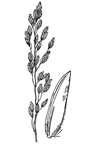 Poa glauca © Hitchcock, A.S. (rev. A. Chase).