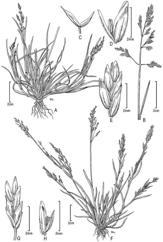 Poa infirma &copy; R. Soreng and P. M. Peterson