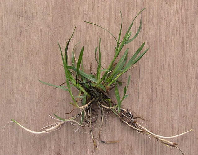 Poa pratensis © <a href="//commons.wikimedia.org/wiki/User:Rasbak" title="User:Rasbak">Rasbak</a>