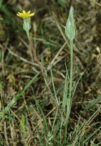 Podospermum laciniatum © User:Fornax<a class="external autonumber" href="https://de.wikipedia.org/wiki/Benutzer:Fornax">[1]</a>