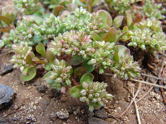 Polycarpon tetraphyllum © <a rel="nofollow" class="external text" href="http://www.hear.org/starr/">Forest &amp; Kim Starr</a>