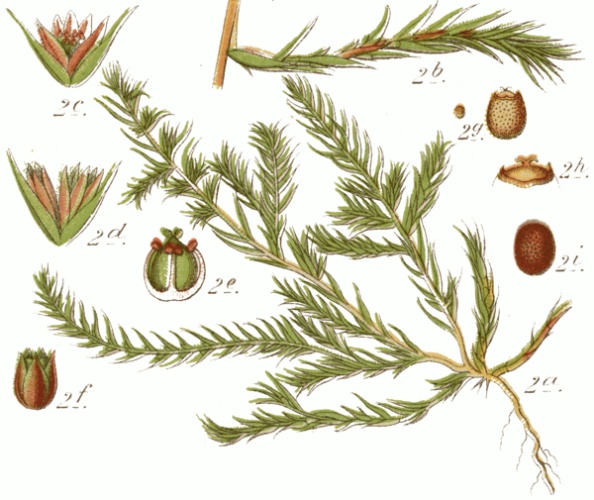 Polycnemum arvense &copy; Johann Georg Sturm (Painter: <a href="https://en.wikipedia.org/wiki/Jacob_Sturm" class="extiw" title="en:Jacob Sturm">Jacob Sturm</a>)<br>
cleaned by uploader