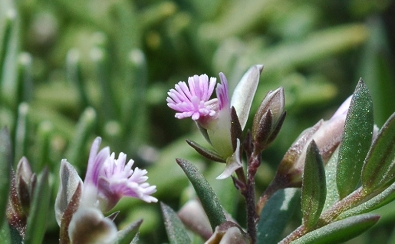 Polygala monspeliaca © <a href="//commons.wikimedia.org/w/index.php?title=User:Sdrasvuitie&amp;action=edit&amp;redlink=1" class="new" title="User:Sdrasvuitie (page does not exist)">Sdrasvuitie</a>