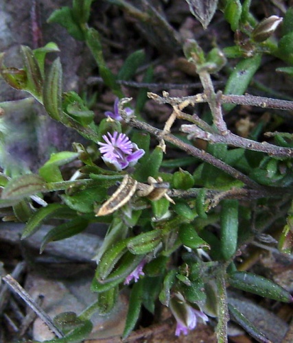 Polygala rupestris © <a href="//commons.wikimedia.org/wiki/User:Victor_M._Vicente_Selvas" title="User:Victor M. Vicente Selvas">Victor M. Vicente Selvas</a>
